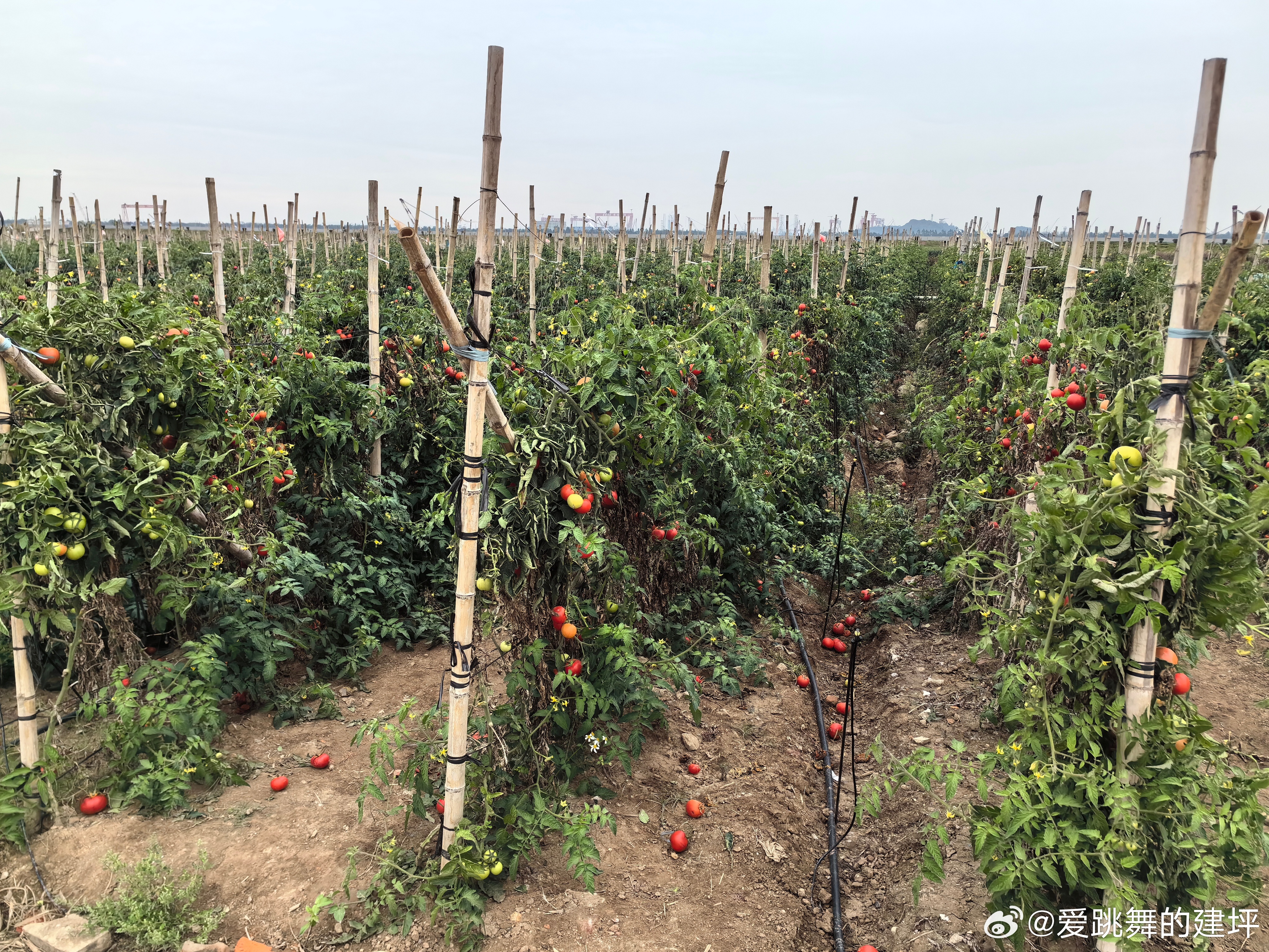 前所果树农场新项目，重塑农业生态与经济效益的典范典范工程