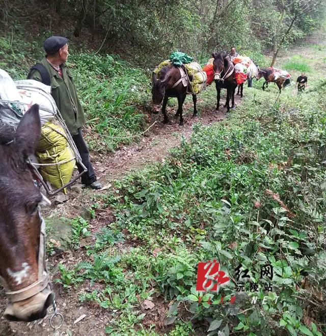 沅陵县防疫检疫站招聘信息与背景分析，探寻最新岗位需求与趋势