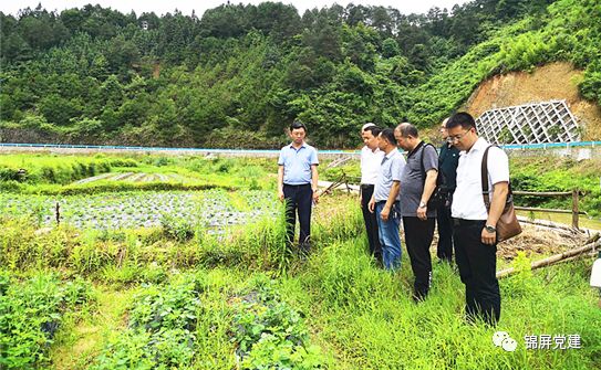 锦屏县农业农村局最新动态报道